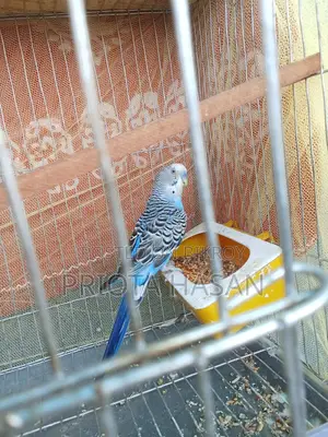 বাজরিগার পাখি