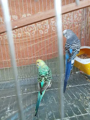 বাজরিগার পাখি
