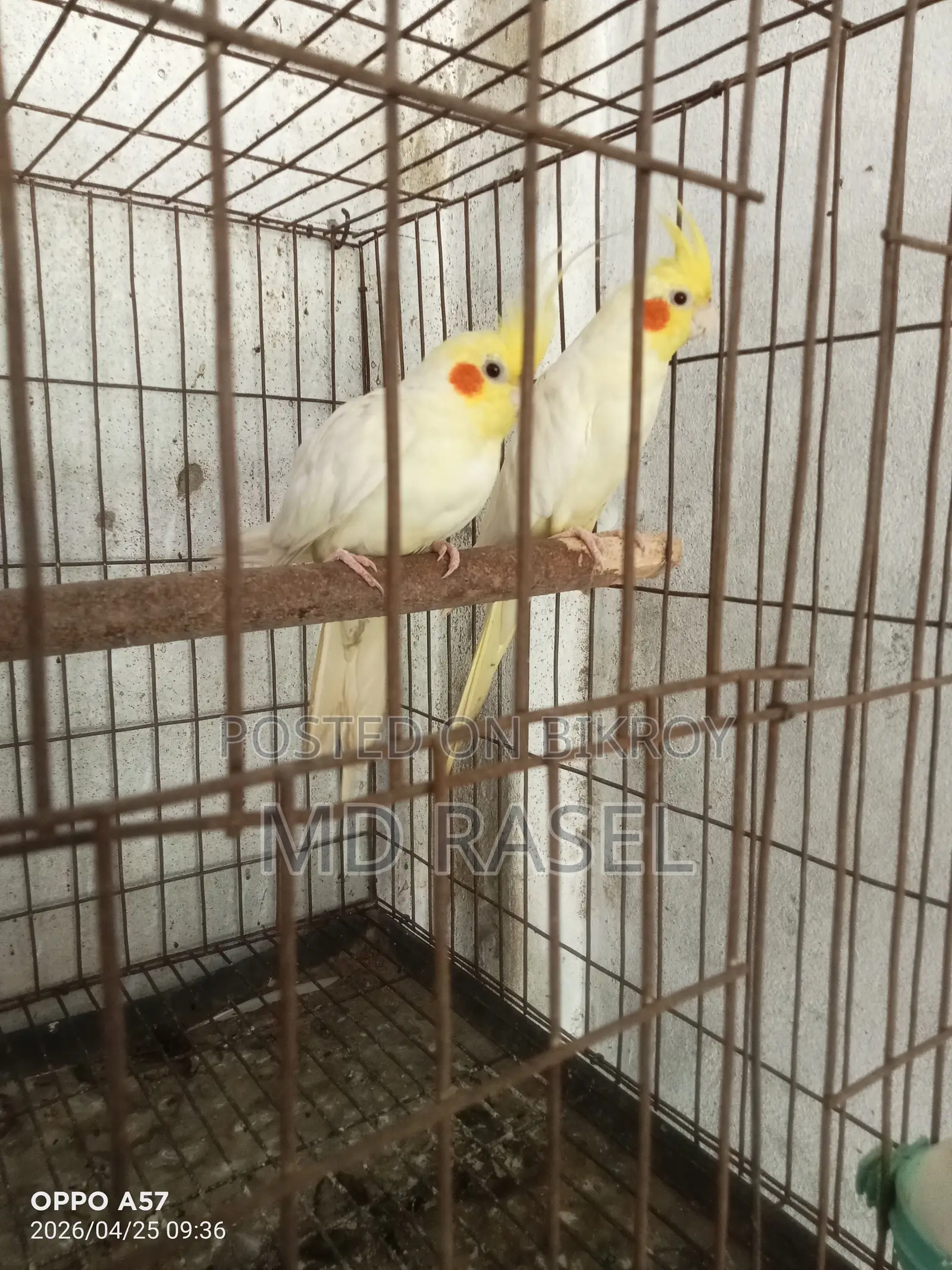 One pair of Cockatiels with eggs