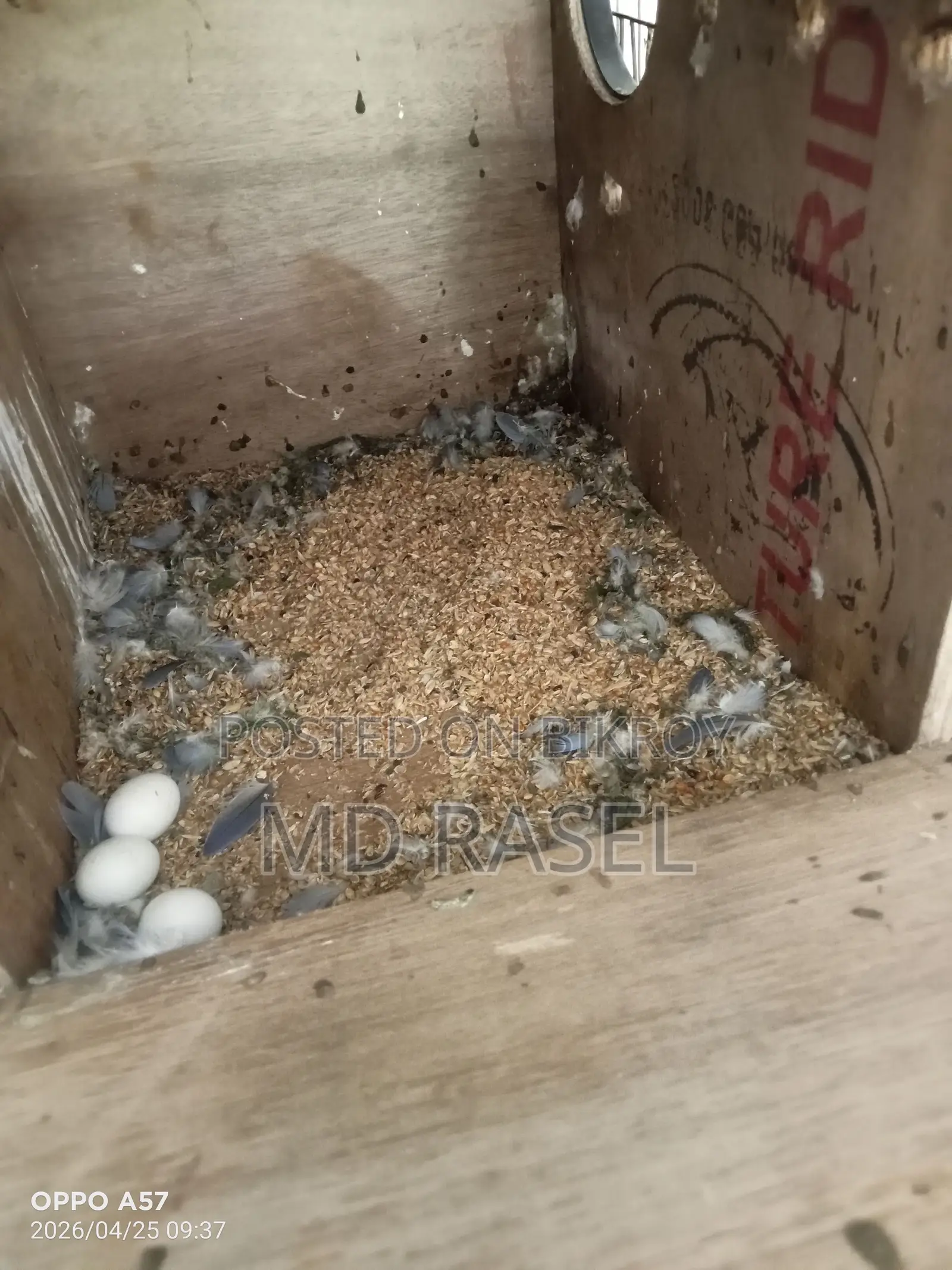 One pair of Cockatiels with eggs