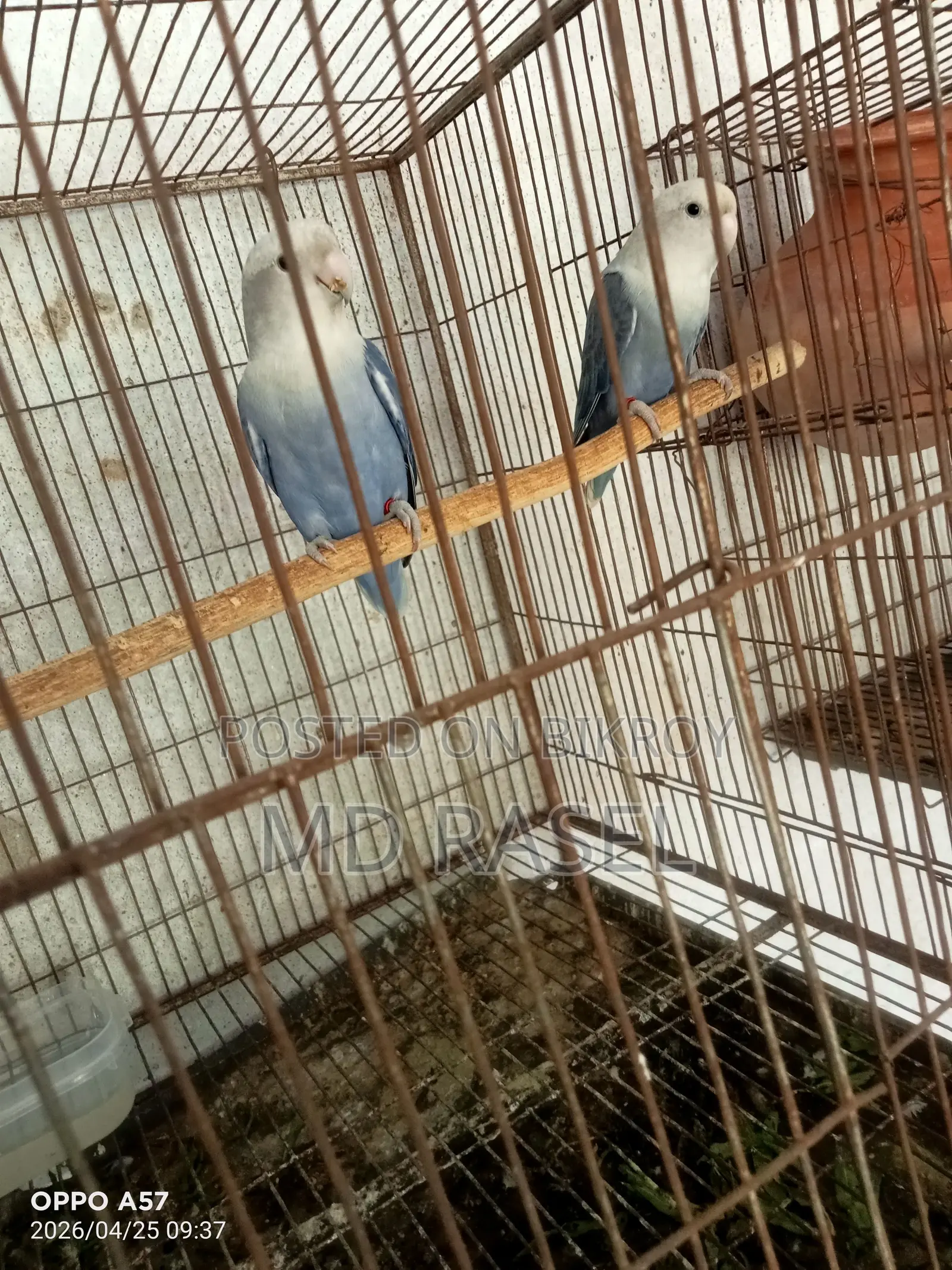 One pair of Cockatiels with eggs