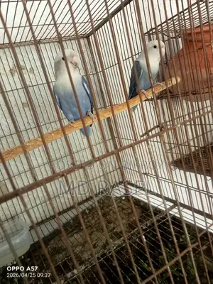 One pair of Cockatiels with eggs