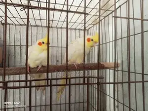 One pair of Cockatiels with eggs