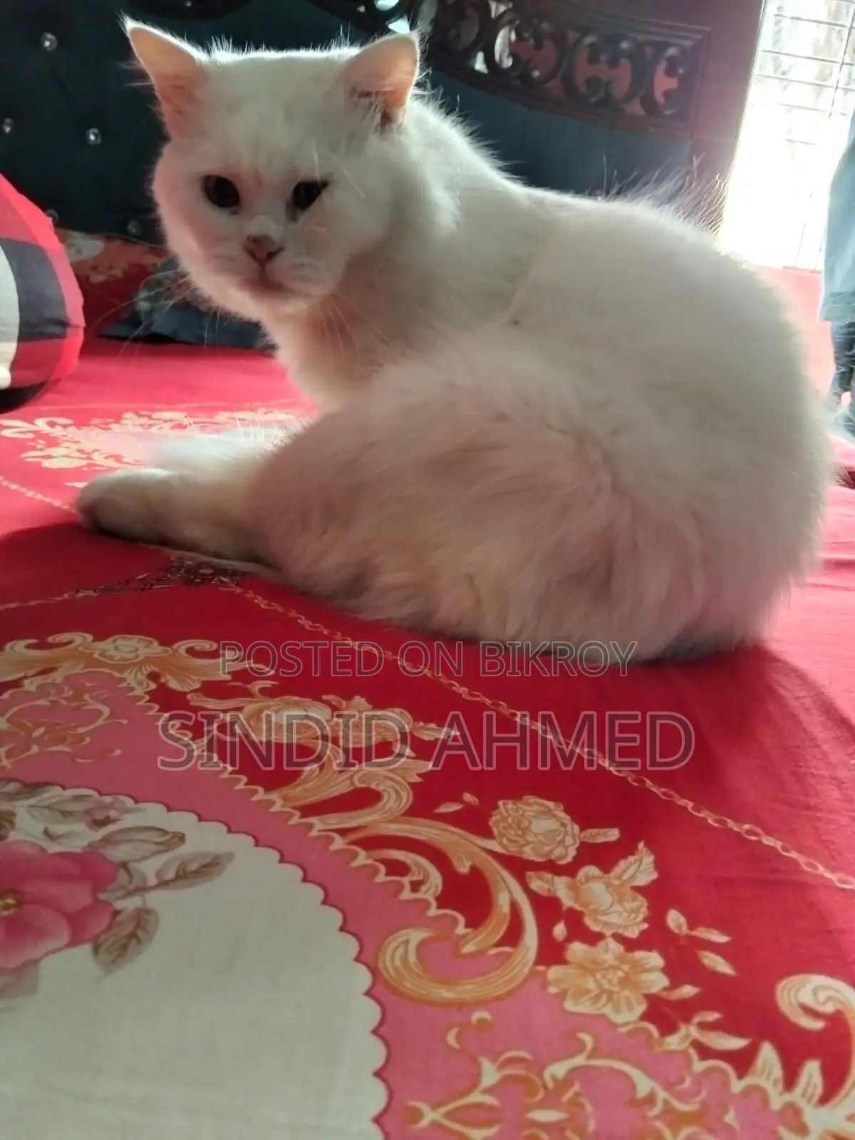 পার্সিয়ান বিড়াল বিক্রয় – সুস্থ ও আকর্ষণীয়