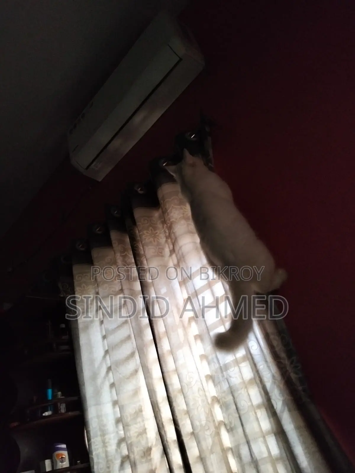 পার্সিয়ান বিড়াল বিক্রয় – সুস্থ ও আকর্ষণীয়