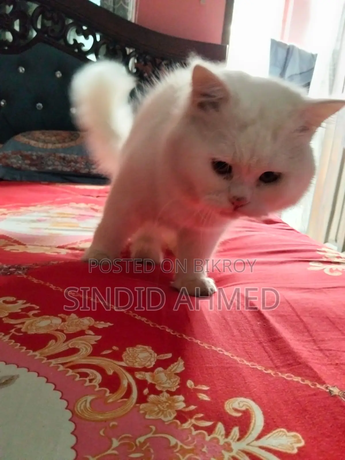 পার্সিয়ান বিড়াল বিক্রয় – সুস্থ ও আকর্ষণীয়