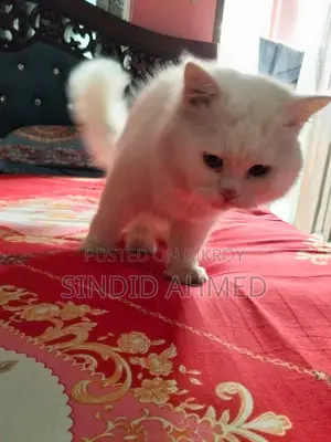 পার্সিয়ান বিড়াল বিক্রয় – সুস্থ ও আকর্ষণীয়