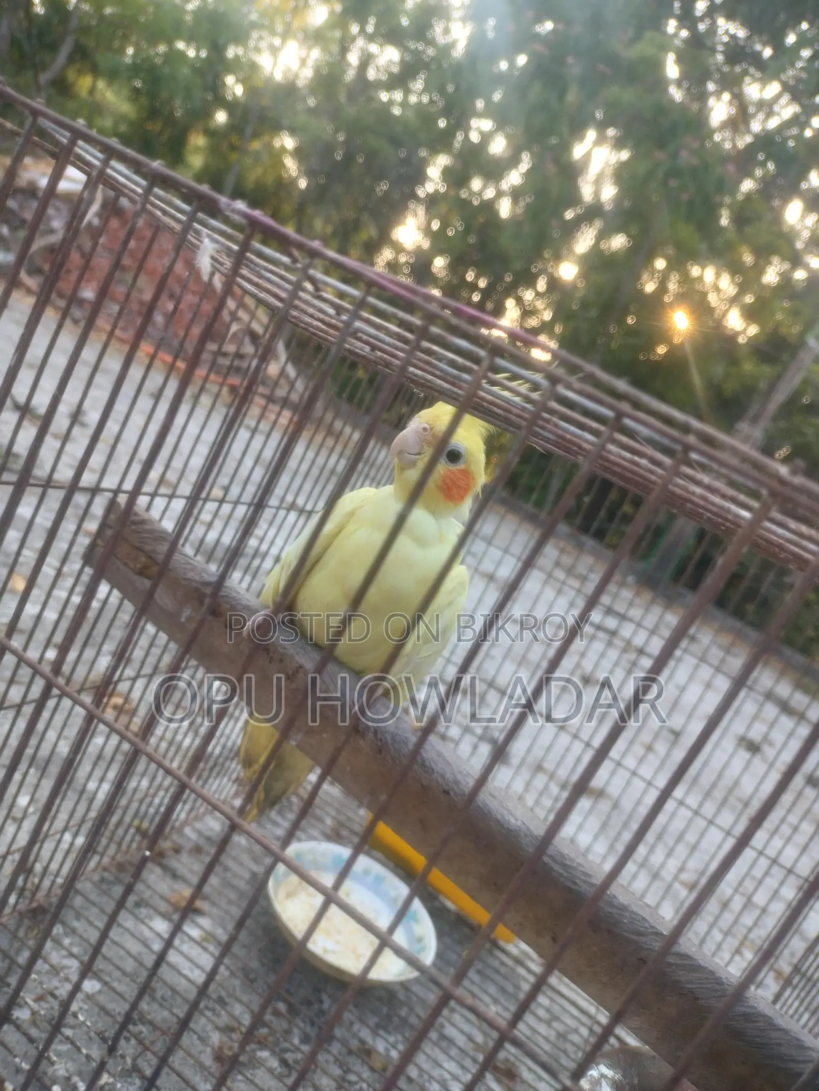 Cockatiel Male