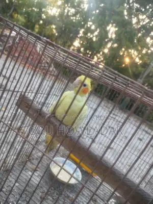 Cockatiel Male
