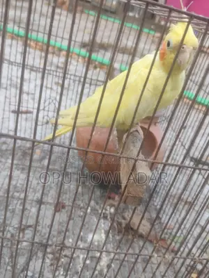 Cockatiel Male