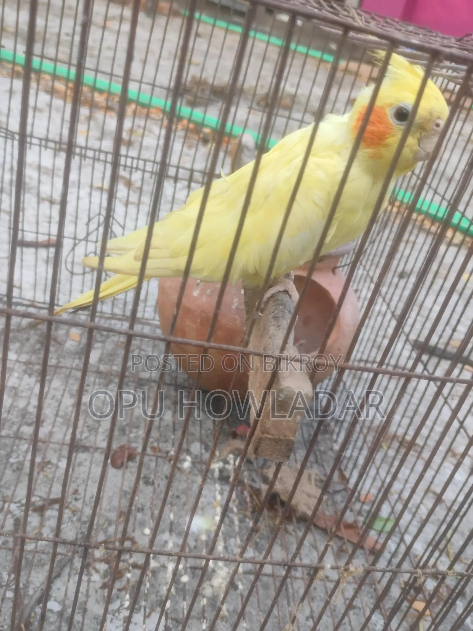 Cockatiel Male