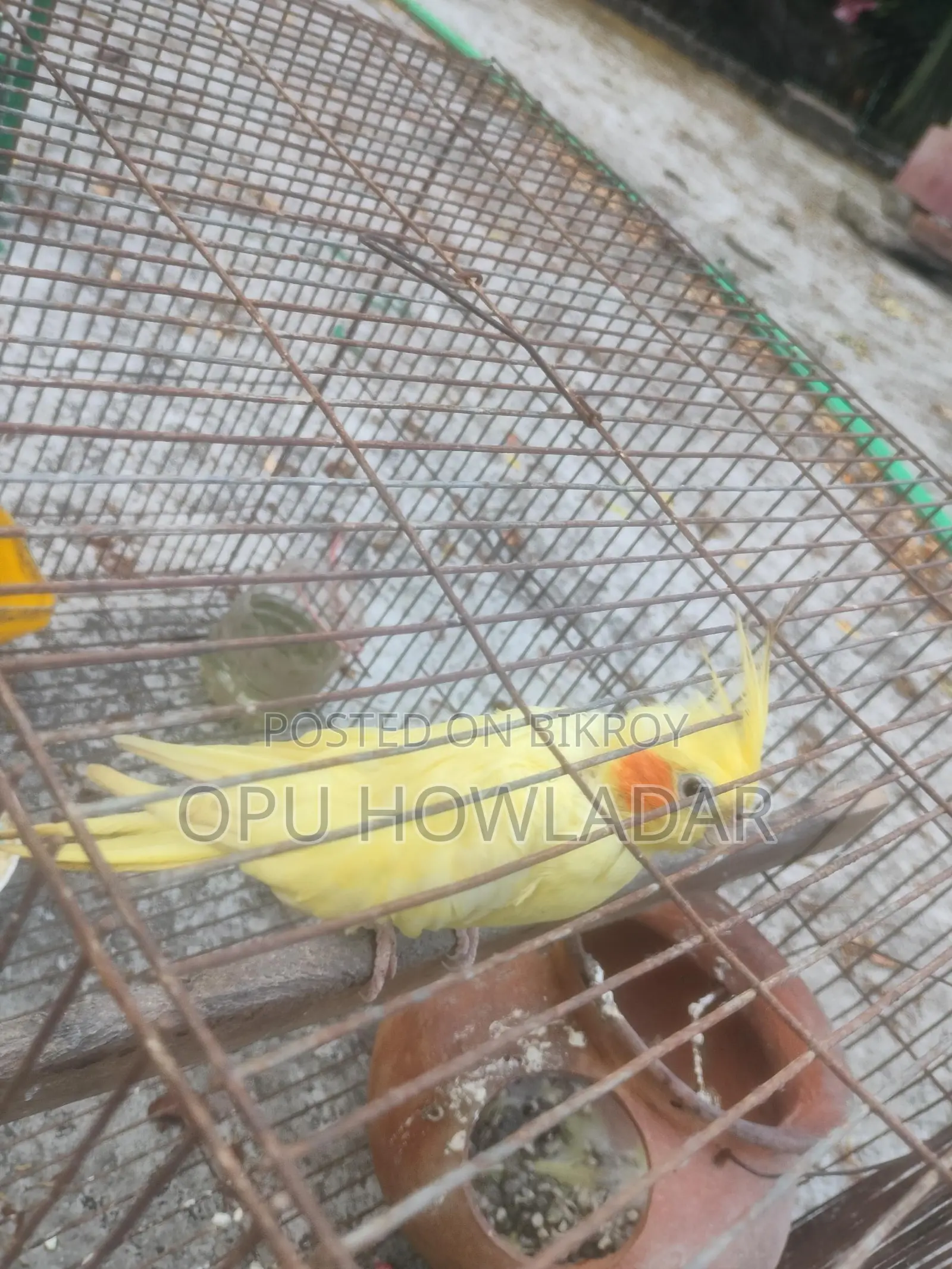 Cockatiel Male