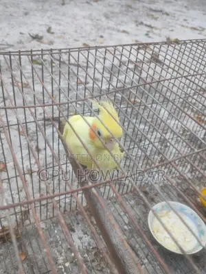 Cockatiel Male