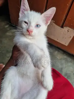 মিক্স ব্রিড মেয়ে ১মাস দুই কালার চোখ