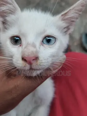 মিক্স ব্রিড মেয়ে ১মাস দুই কালার চোখ