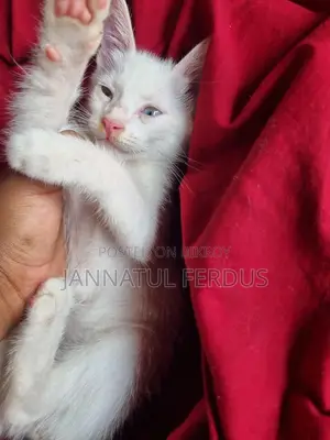 মিক্স ব্রিড মেয়ে ১মাস দুই কালার চোখ