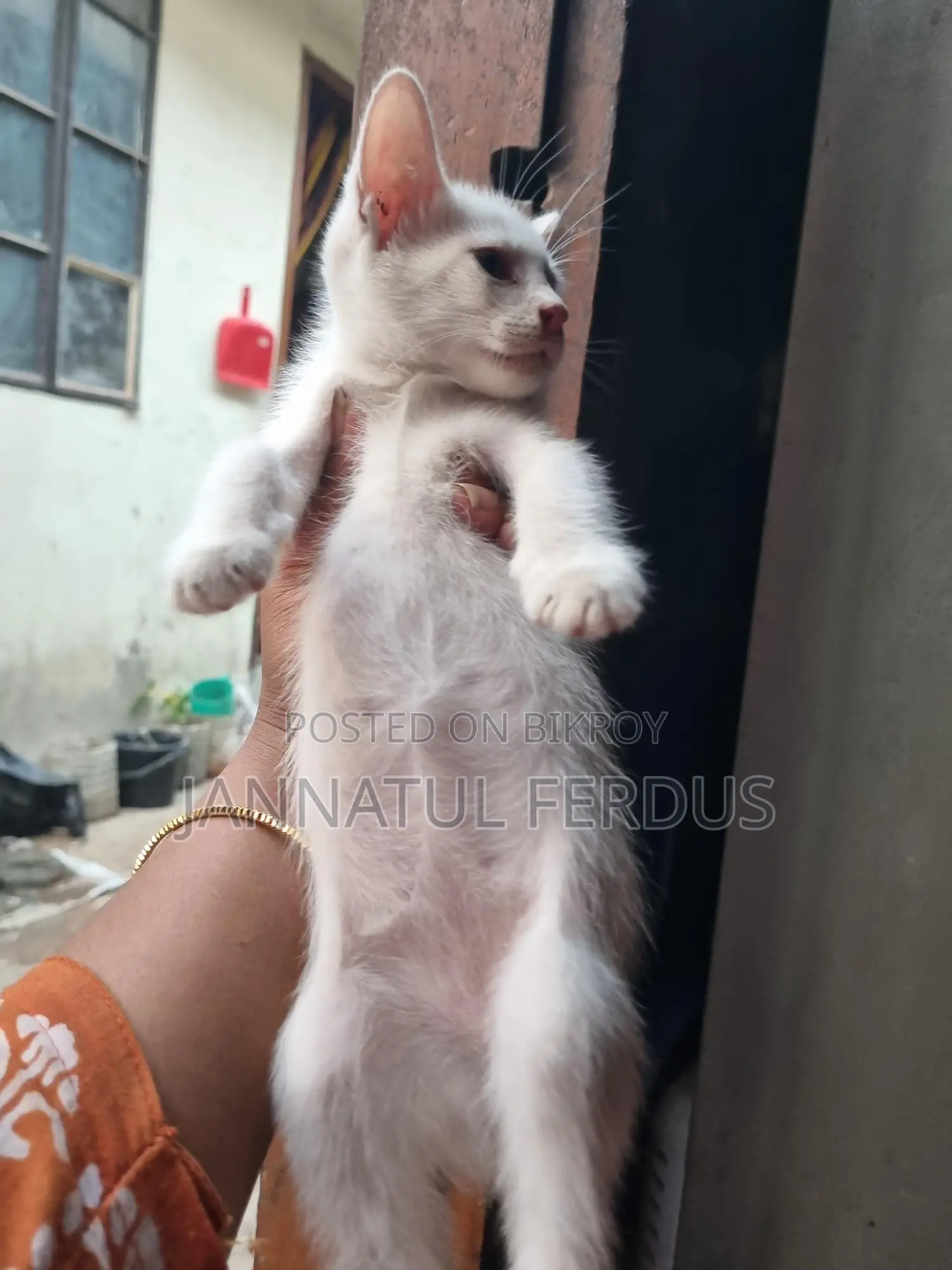মিক্স ব্রিড মেয়ে ১মাস দুই কালার চোখ