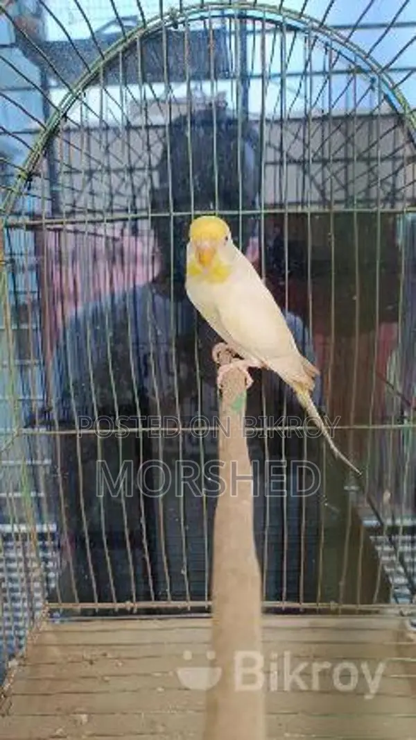 Bagrigar Running Paki