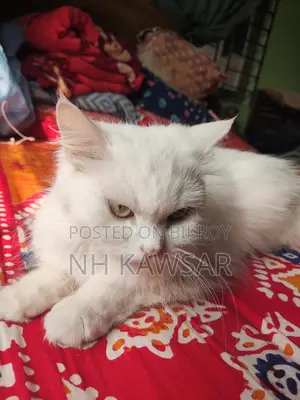Persian Cat