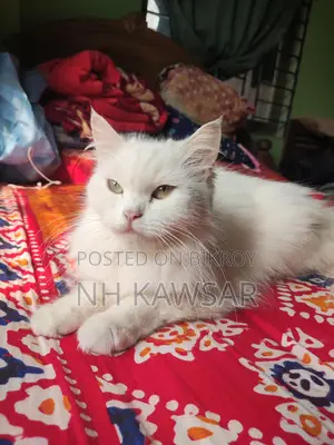 Persian Cat