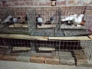 Three-Tier Bird Cage