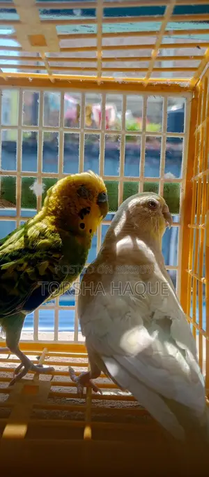 Running Budgies