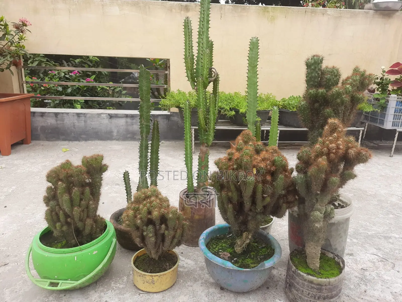 Golden Spined Cactus Bonsai