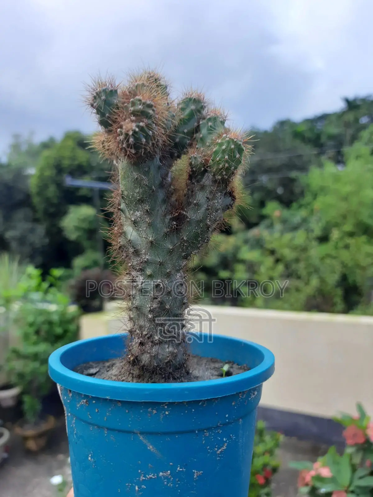 Golden Spined Cactus Bonsai