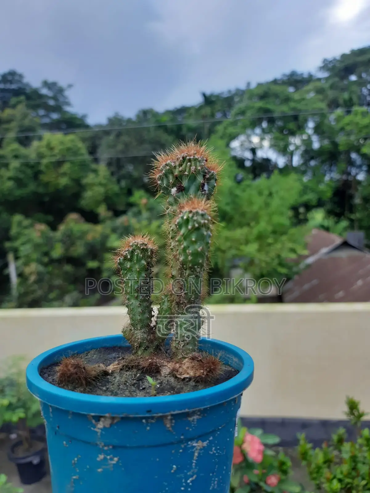 Golden Spined Cactus Bonsai