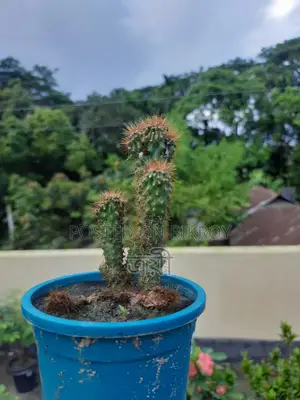 Golden Spined Cactus Bonsai