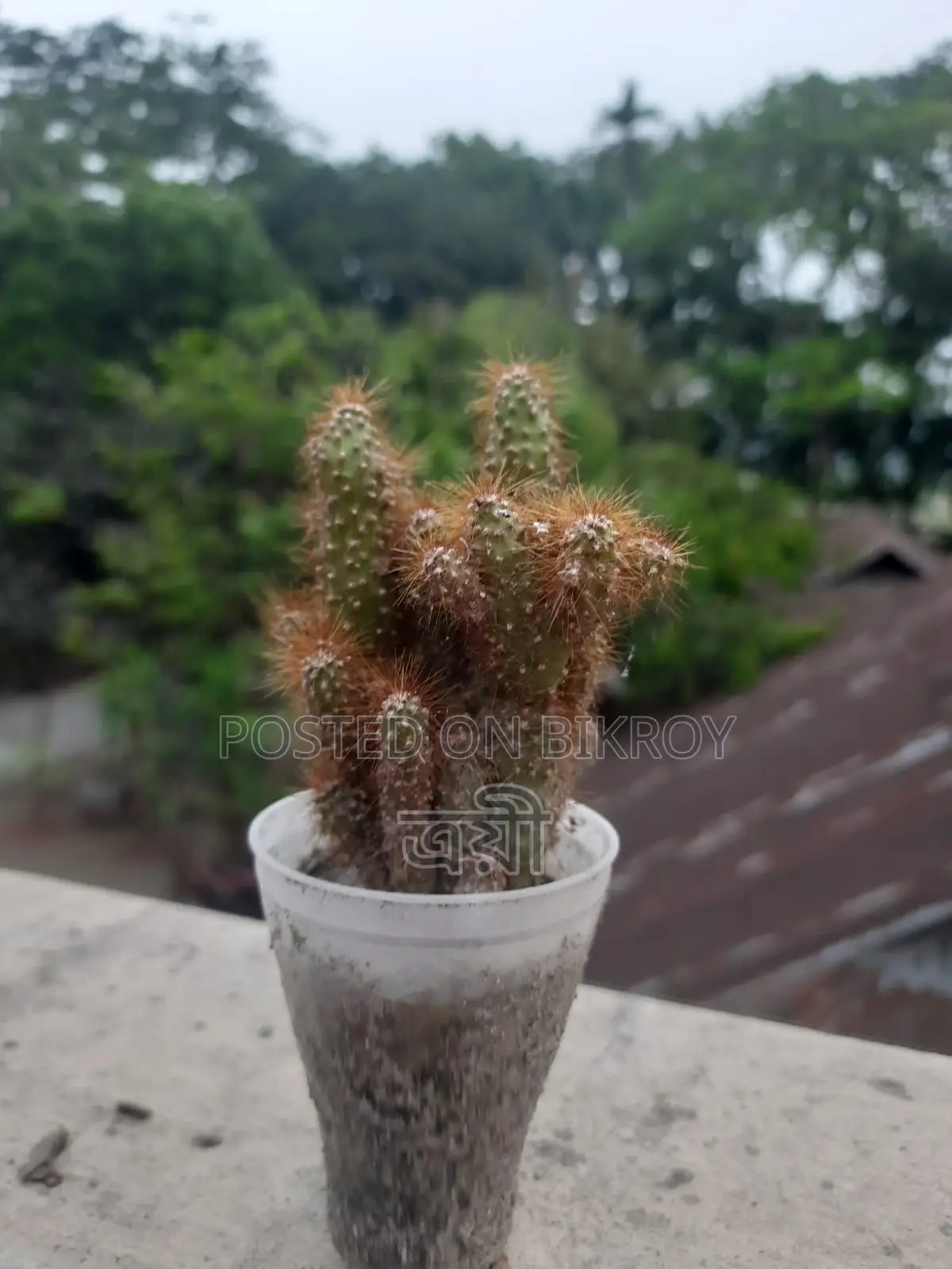 Golden Spined Cactus Bonsai