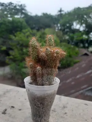Golden Spined Cactus Bonsai