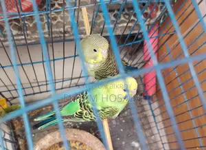Green Budgie Bird for Sale, Age 2 Months