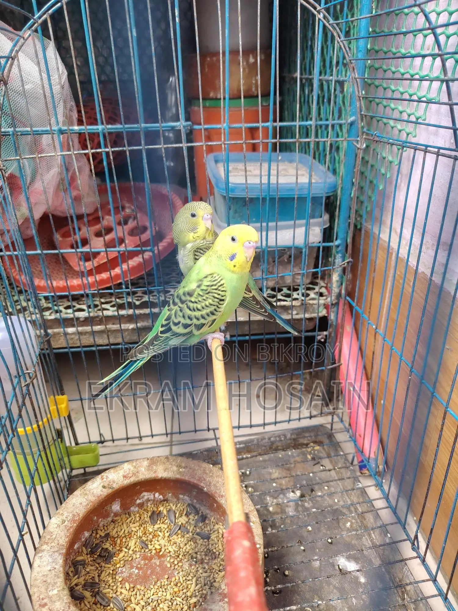 Green Budgie Bird for Sale, Age 2 Months
