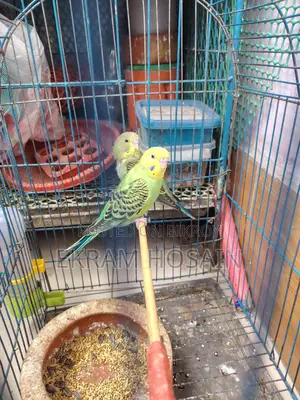 Green Budgie Bird for Sale, Age 2 Months