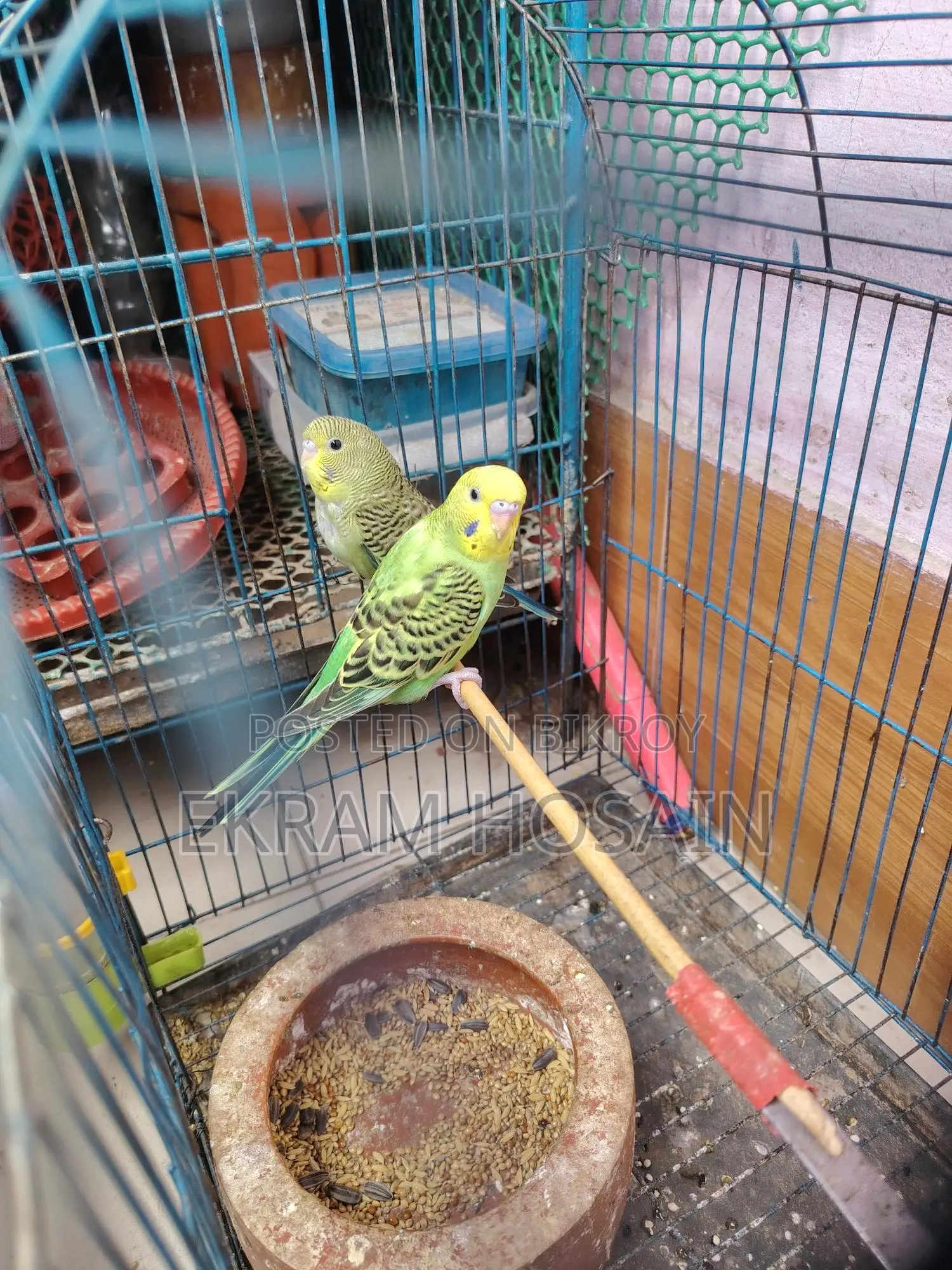 Green Budgie Bird for Sale, Age 2 Months