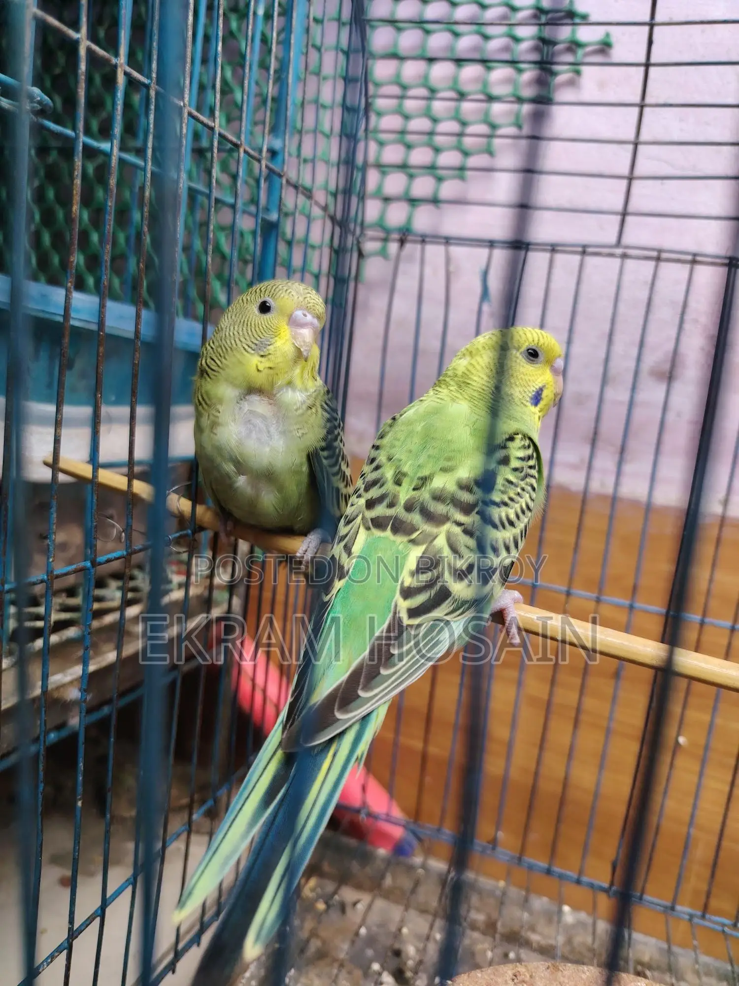 Green Budgie Bird for Sale, Age 2 Months