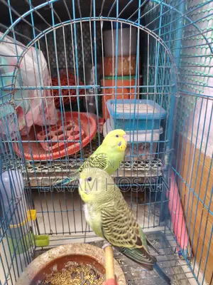 Green Budgie Bird for Sale, Age 2 Months