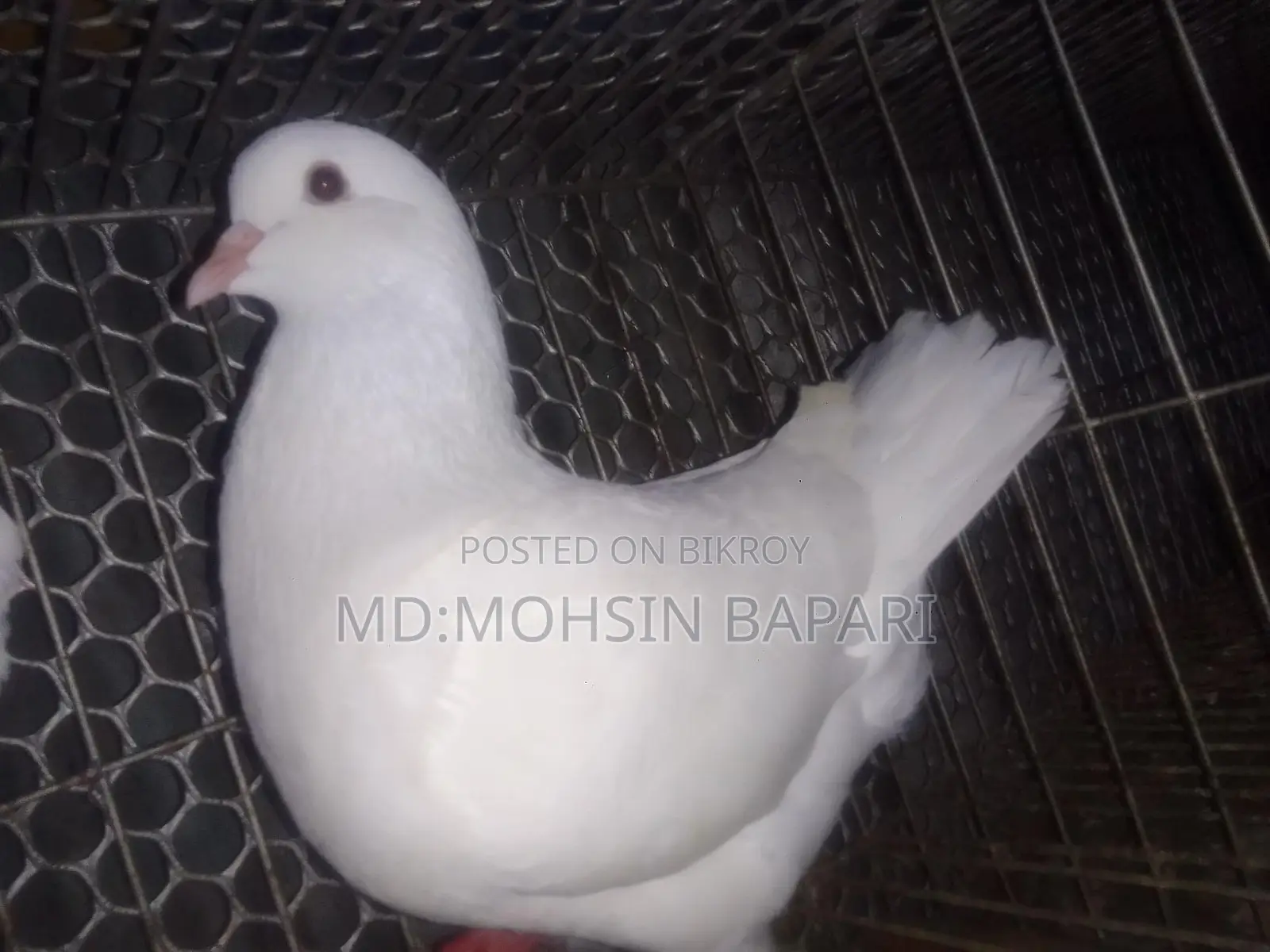 Racing pigeons for sale, White King