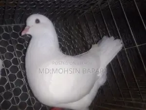 Racing pigeons for sale, White King