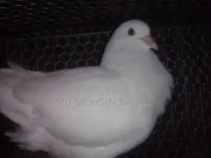 Racing pigeons for sale, White King