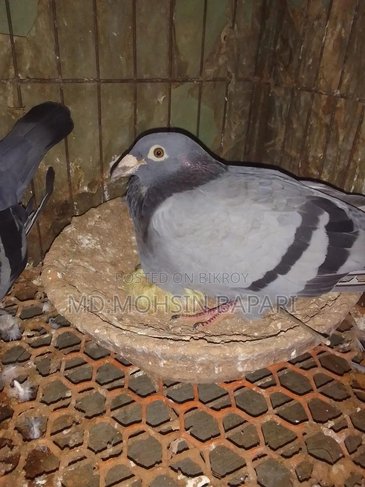 Racing pigeons for sale, White King