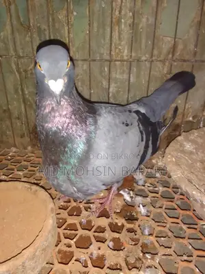 Racing pigeons for sale, White King