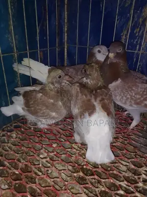 Racing pigeons for sale, White King