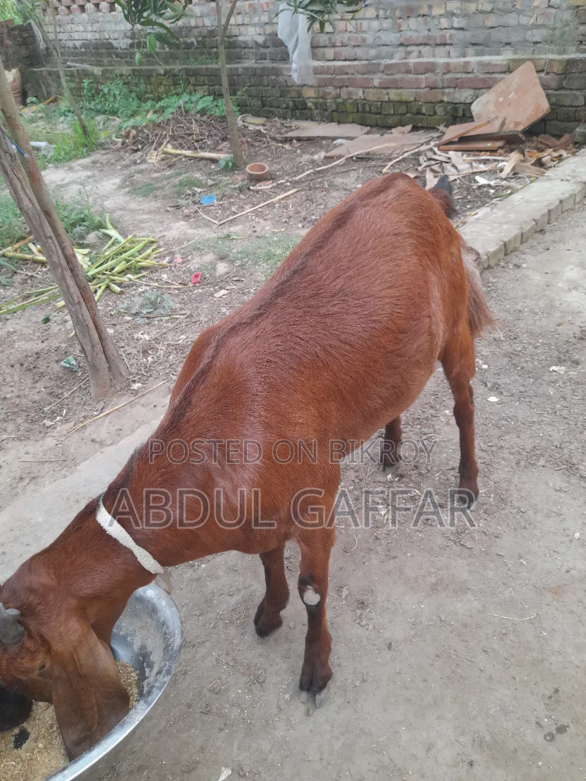 Goat for Sale
