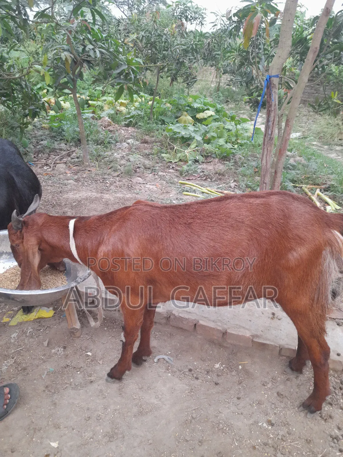 Goat for Sale