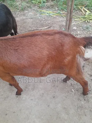 Goat for Sale