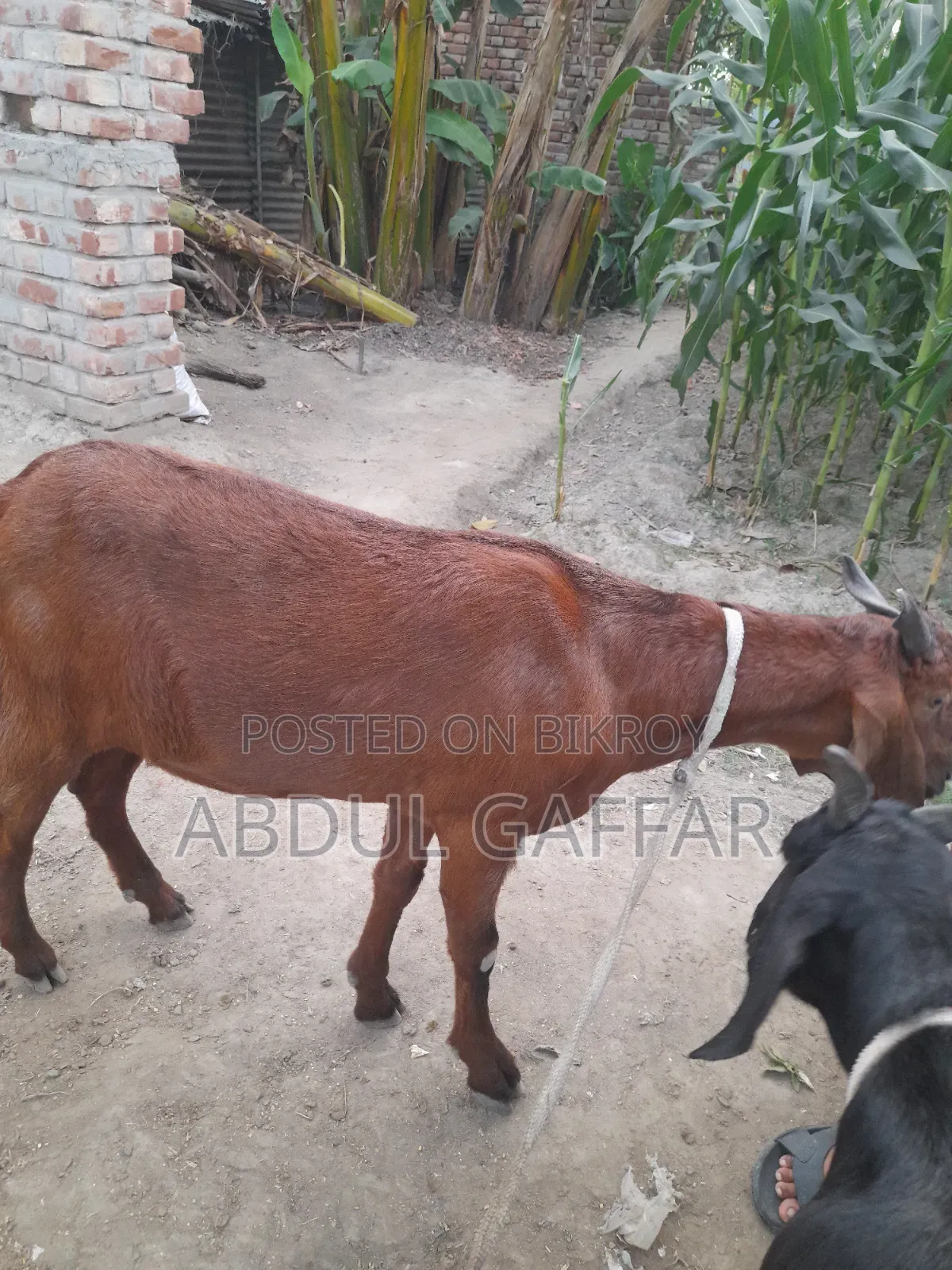 Goat for Sale