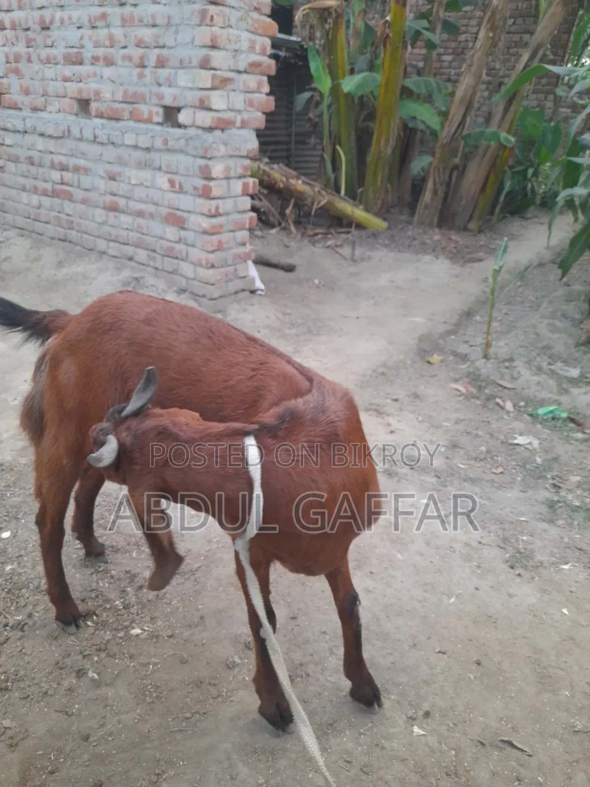 Goat for Sale