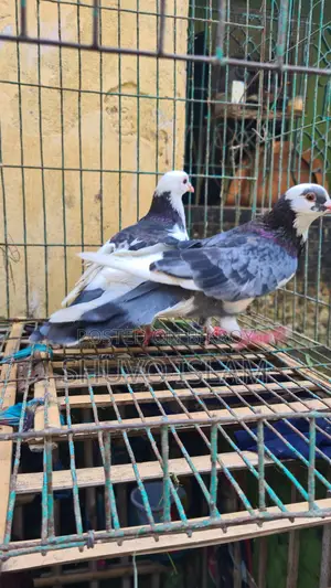 3 Pairs of Pigeons